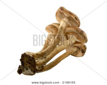 Mushroom