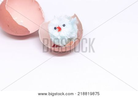 isolated blue chicken sitting in a shell on the background of a broken shell. concept of Easter