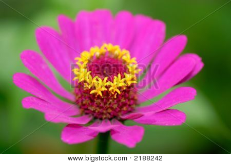 Flor