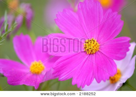 Flor
