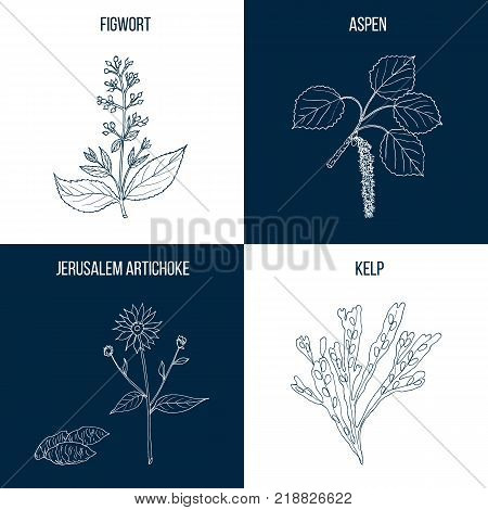 Vector collection of four hand drawn medicinal plants, figwort, aspen, jerrusalem artichoke, kelp