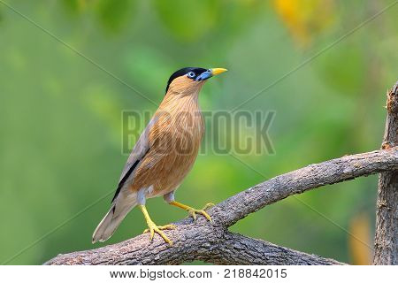 Brahminy Myna Brahminy Mynah Black-headed Myna Black-headed Starling