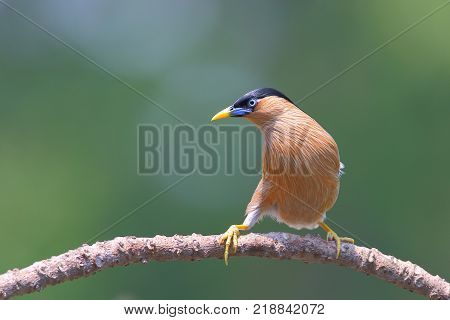 Brahminy Myna Brahminy Mynah Black-headed Myna Black-headed Starling