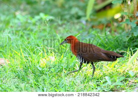 The slaty-legged crake or banded crake (Rallina eurizonoides) is a waterbird in the rail and crake family.