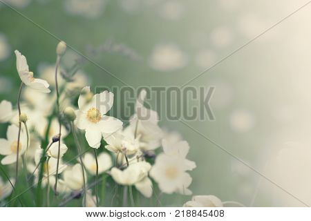 Beautiful white anemona flowers growing on the meadow in spring time, natural outdoor seasonal soft background