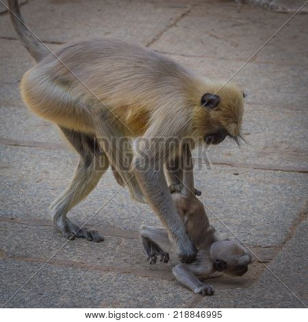 Monkey and child, species Semnopithecus priam, commonly know as Tufted Gray Langur, India , Asia