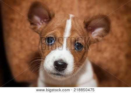 beautiful, cute puppy dogs not barking African dog breed basenji