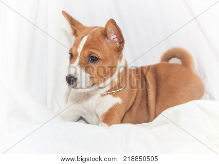 beautiful, cute puppy dogs not barking African dog breed basenji