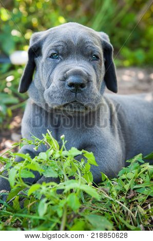 beautiful Gray Great Dane dog puppy portrait with blue eyes