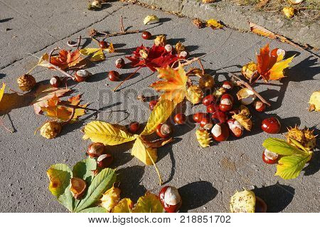 fallen autumn chestnut leaves and other the fruits and leaves of chestnut on the pavemen