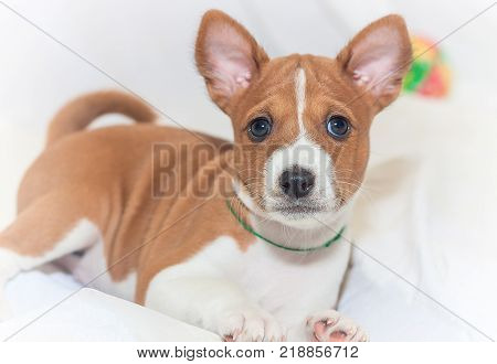 beautiful, cute puppy dogs not barking African dog breed basenji