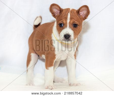 beautiful, cute puppy dogs not barking African dog breed basenji