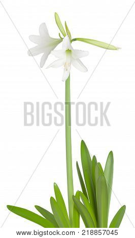 Amaryllis Hippeastrum sonatini Swan Lake isolated on the white background
