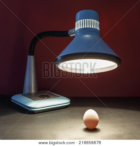 The lamp warms the egg of a new business idea. Picture is the concept of an incubator of ideas and creative method for startup