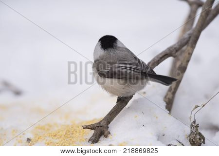 Bird Nuthatch sits on a branch. Russia, the winter Siberian forest.