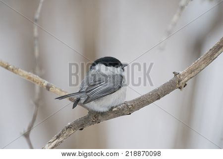 Bird Nuthatch sits on a branch. Russia, the winter Siberian forest.