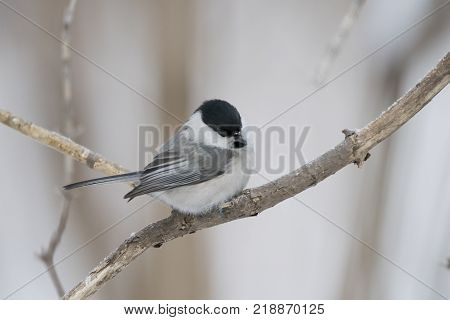 Bird Nuthatch sits on a branch. Russia, the winter Siberian forest.