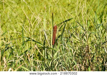 cattail growing near the rice field. Thickets of cattail. Brown basket with seeds.