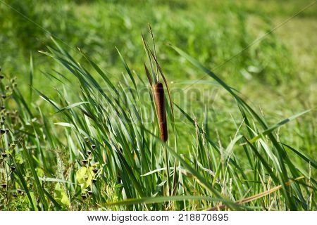 cattail growing near the rice field. Thickets of cattail. Brown basket with seeds.