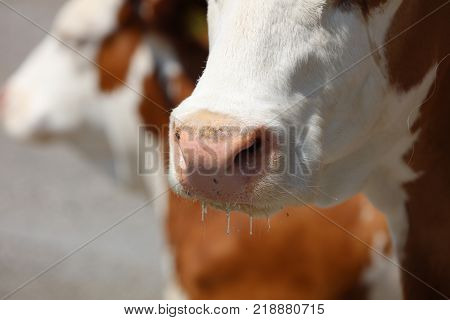 Closeup shot of a Cow in Allgau. Germany