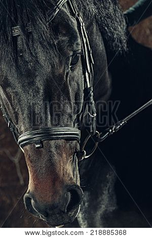 Eye, horse's muzzle as a background, backdrop or wallpaper. Shooting close-up.
