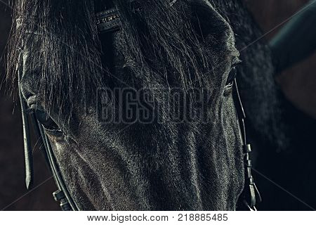 Eye, horse's muzzle as a background, backdrop or wallpaper. Shooting close-up.