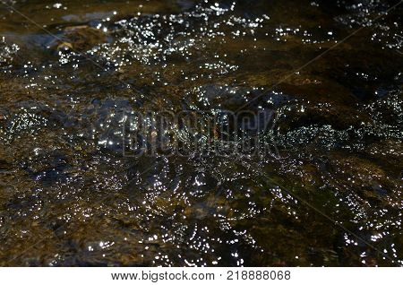 Closeup Of A Stream