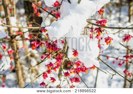 Red berries on the branch during sunset, European spindle, Euonymus europaeus with snow