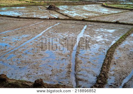 Close-up photograph of paddy fields with crops of rice in Sri Lanka