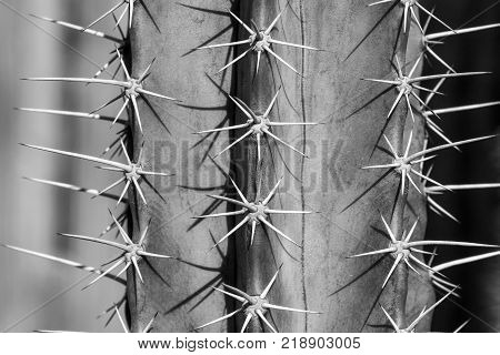 close up of cactus thorn in black and white