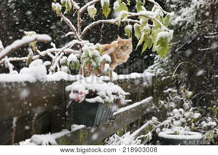 Ginger Maincoon Cat Under The Snow In The Winter