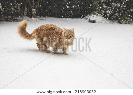 Ginger Maincoon Cat Under The Snow In The Winter