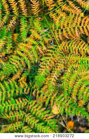 Beautiful ferns leaves green leaves natural floral fern background in sunlight