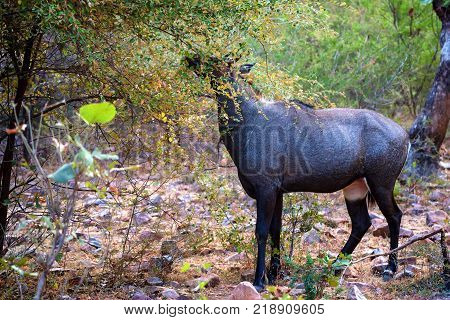 Close up of male Nilgai, largest Asian antelope. It is also known as blue bull or Boselaphus tragocamelus and is endemic to India. Wildlife photography taken in Ranthambore, Rajasthan, India.