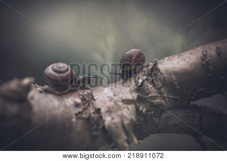 Pair of snails. Summer life illustration. Background