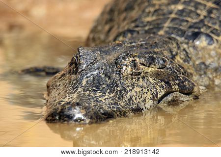 Close-up of a Spectacled Caiman in Water. Rio Claro Pantanal Brazil