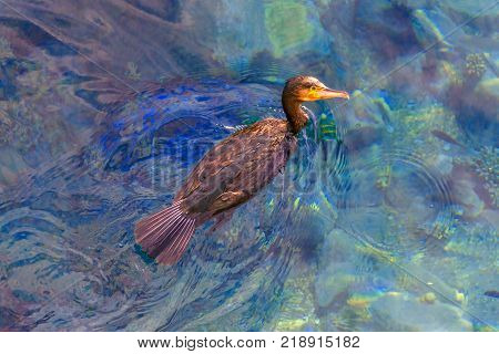 The big brown sea predator bird is gliding on the red sea shallow water
