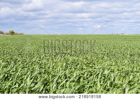 Field of young green barley. A background from a green spring field of winter grain crops.