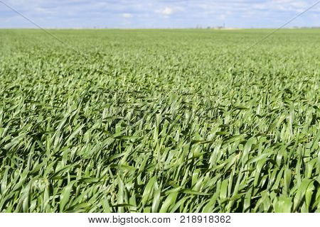 Field of young green barley. A background from a green spring field of winter grain crops.