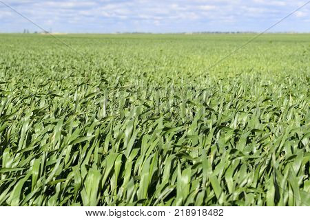 Field of young green barley. A background from a green spring field of winter grain crops.