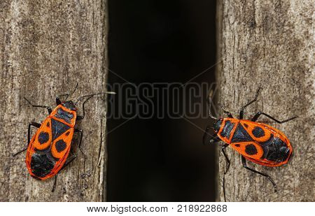 Firebug. Two red firebugs, pyrrhocoris apterus sitting on wooden surface.