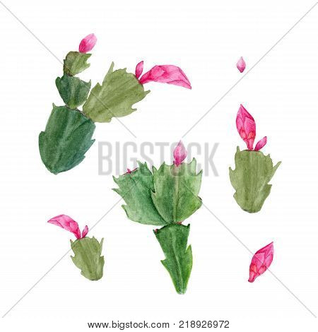 Set of watercolor Zigokaktus Schlumbergera flowers isolated on white background.