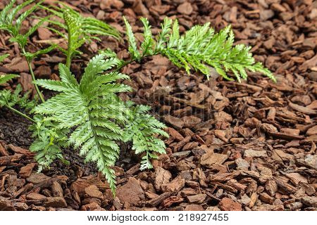 mother spleenwort fern growing in mulched soil with copy space