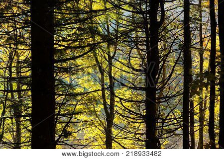 Trees In Autumn Season Background
