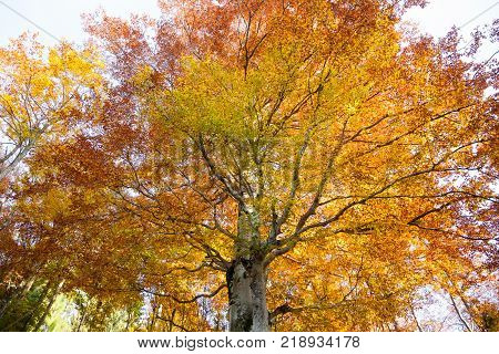 Trees In Autumn Season Background