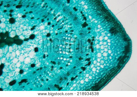Section Of The Cardiac Region Of A Dog Stomach