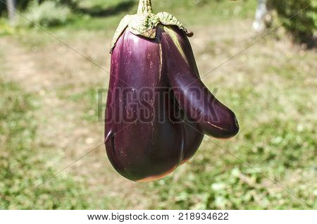 Funny shaped eggplant closeup on garden background