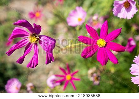 one live flower and one dead flower floral scene