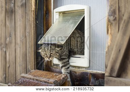 Funny scene of a cat escapes from a cat flap and goes outside