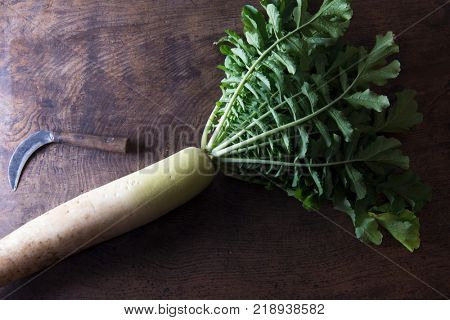 Fresh harvested white Daikon radish with sickle, green leaves still intact, on a old work table.